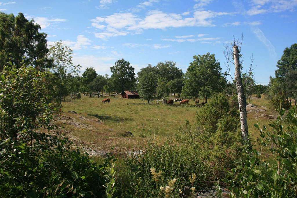 Betad äng med hällar, växter och kor i bakgrunden