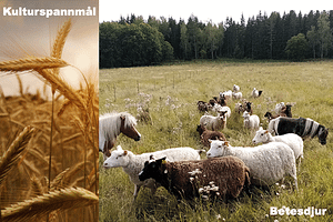 bildmontage med kulturspannmål och betesdjur