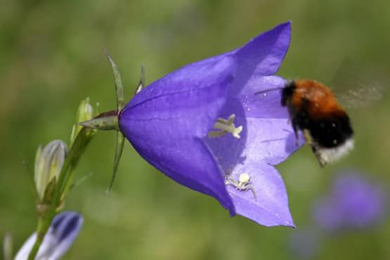 Humla på besök i blåklocka