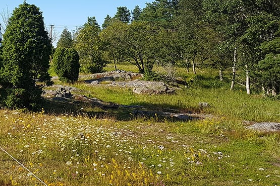 Bild på betad torräng med mycket blommor