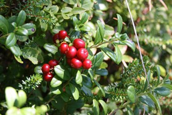 Lingonris med mogna lingon.