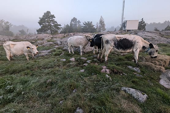 fyra betande fjällkor.