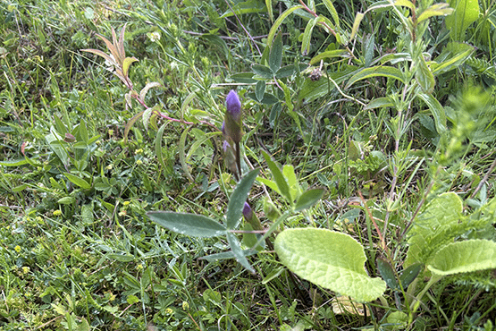 fältgentiana och andra ängsarter i närbild