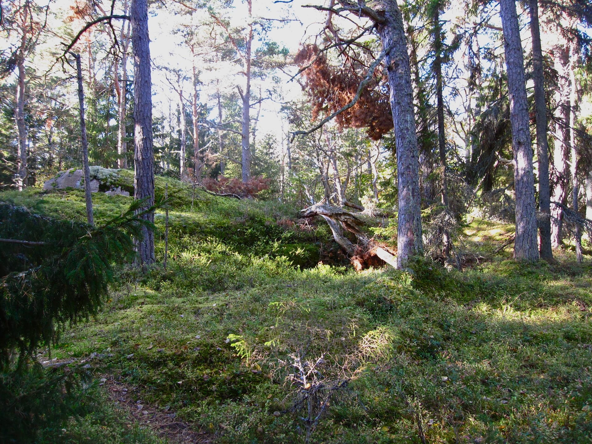Gammal skog med